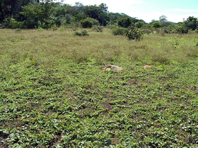 Campo limpo invadido por malva-branca (Walteria albicans) na região da Nhecolândia (MS). 