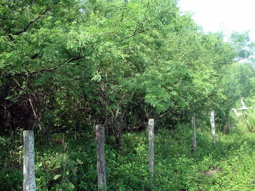Área invadida por aromita (Acacia farnesiana) em Miranda (MS).