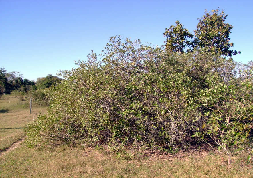 Campo invadido por canjiqueira (Byrsonima orbignyana) na região da Nhecolândia (MS).