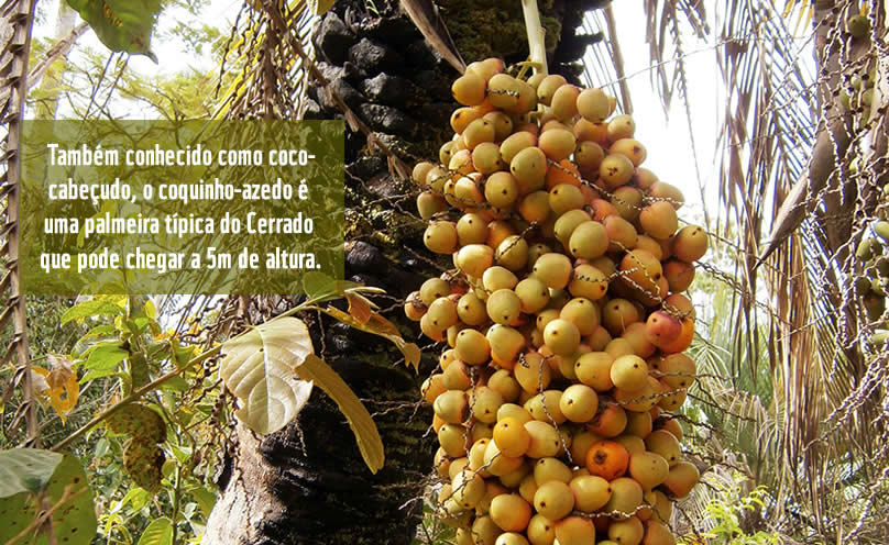 Memória de Vegetais em COQUINHOS