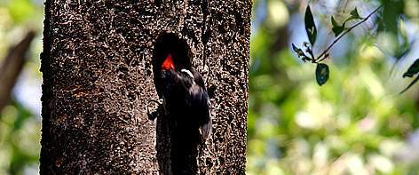 Várias espécies da fauna e flora estão protegidas nas unidades de conservação brasileiras.
© Alex SILVEIRA Pássaro pousado no tronco de uma árvore rel=