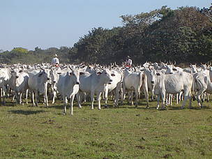 Nas fazendas de pecuária orgânica certificada é proibido o uso de fogo para manejar as pastagens e ...
© WWF-Brasil / Ivens Domingos
© WWF-Brasil / Ivens Domingos