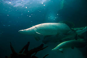 Arapaima: the freshwater giant