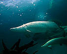 Arapaima is a large fish and may be up to 3 metres long and weigh between 100 and 200 kg.