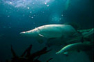 Detalhe do Pirarucu (Arapaima gigas). / &copy;: WWF-Canon/Michel Roggo