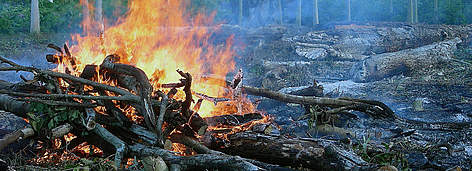 Madeira queimando. Amazonas, Brasil.
© WWF-Brasil Madeira queimando. Amazonas, Brasil. rel=