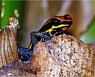 A rã Ranitomeya amazonica, cujo habitat principal é a floresta úmida primária de terras baixas (várzea) nas cercanias de Iquitos, na região de Loreto, no Peru.