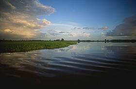 Em 1996, O WWF-Brasil inicia o Projeto Várzea, para manejo comunitário dos recursos da várzea em ...
© WWF/Edward Parker Região de lagos próxima ao Município de Santarém (Pará).
© WWF/Edward Parker