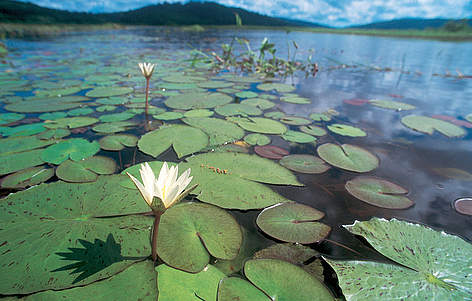 Planta aquática na Reserva Natural de Kaw-Roura,  Guiana Francesa. / &copy;: Roger Leguen / WWF-Canon