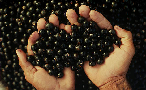 Fruta do açaí à venda em mercado em Belém, Pará.
© Edward Parker / WWF Fruta do açaí à venda em mercado em Belém, Pará. rel=