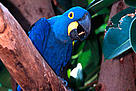  / &copy;: Roger LeGUEN / WWF-Canon