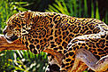  / &copy;: Michel GUNTHER / WWF-Canon