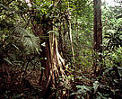 Floresta amazônica, Amazônia, Brasil.