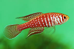 O pirá-Brasília (Simpsonichthys boitonei) vive em lagoas rasas que se formam uma vez por ano, ...
© Pedro de Podestà O macho do pirá-Brasília (Simpsonichthys boitonei), pequeno peixe vermelho com bolinhas prateadas.
© Pedro de Podestà