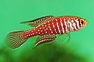 O macho do pirá-Brasília (Simpsonichthys boitonei), pequeno peixe vermelho com bolinhas prateadas. / &copy;: Pedro de Podestà