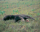 The Giant anteater is easily recognisable by its characteristic coat.