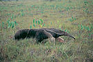 Tamanduá-bandeira no campo / &copy;: Roger Leguen / WWF-Canon