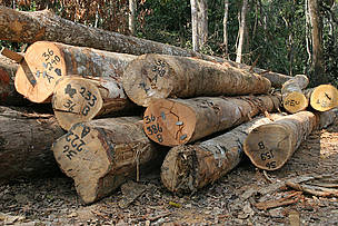 O SIM é um programa criado pelo WWF-Brasil para facilitar, estimular e apoiar empresas e ...
© WWF-Brasil
© WWF-Brasil