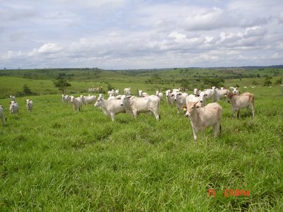 A técnica Integração Lavoura-Pecuária visa incentivar sistemas de produção que integrem agricultura ... / ©: WWF-Brasil / ©: WWF-Brasil