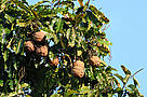 Folhas e frutos da Castanheira-do-Brasil (Bertholletia excelsa) / &copy;: WWF-Brasil / Zig Koch