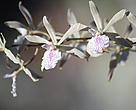 Orquídea (Encyclia sp.), na expedição ao Juruena-Apuí, Amazonas, Brasil.