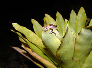  / &copy;: © WWF-Brazil / Instituto Ekos Brasil / Mauricio Forlani