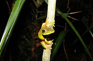 As inscrições para a Bolsa Prince Bernhard serão aceitas até 11 de janeiro de 2013. / ©: WWF-Brazil / Instituto Ekos Brasil / Mauricio Forlani White-edged treefrog (Hypsiboas albomarginatus), Bertioga, São Paulo, Brazil. / ©: WWF-Brazil / Instituto Ekos Brasil / Mauricio Forlani