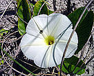 Flor na região de Bertioga (SP).