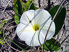 Ipomoea cf. imperati, Bertioga, São Paulo, Brazil. (Mata Atlântica) / &copy;: WWF-Brazil /  Instituto Ekos Brasil / R.A.F. Lima