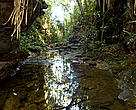 Ecological Station Juréia-Itatins, visited during a Field Trip in the Atlantic Rainforest, 8-24 August 2009, São Paulo, Brazil.