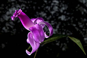 Orquídea no Parque do Juruena, Mato Grosso.
© WWF-Brasil / Adriano Gambarini Orquídea no Parque do Juruena, Mato Grosso.
© WWF-Brasil / Adriano Gambarini
