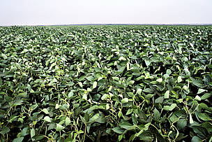 Folhas de soja (Glycine max) em uma grande plantação na região de Rondonópolis, Mato Grosso. / &copy;: Adriano Gambarini / WWF-Brasil