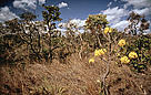 More open Cerrado habitat, showing flowering Ipe tree in the Pirenopolis area, Cerrado, Brazil. / &copy;: Juan Pratginestos / WWF-Canon