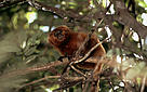 Mico-leão-dourado, uma das espécies da rica biodiversidade brasileira que precisam de proteção. / &copy;: Juan Pratginestos / WWF-Canon