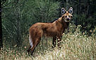 Lobo-guará (Chrysocyon brachyurus), espécie ameaçada de extinção. / &copy;: Martin Harvey / WWF-Canon