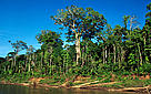 Swietenia macrophylla, o Mogno, ao lado do Rio Manu, no Parque Nacional Manu, Peru. / &copy;: André Bärtschi / WWF-Canon