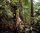 Floresta amazônica, Brasil.