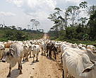 Gado ao longo da BR-364, no Acre
