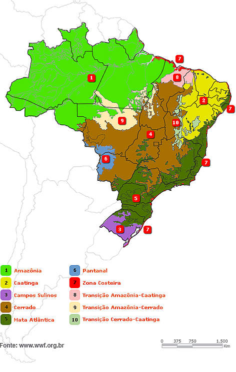 Biomas Brasileiros - Quiz - Racha Cuca PDF, PDF, Brasil