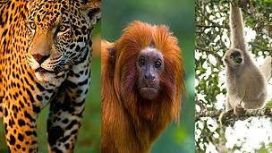 Species Conservation | WWF Brasil