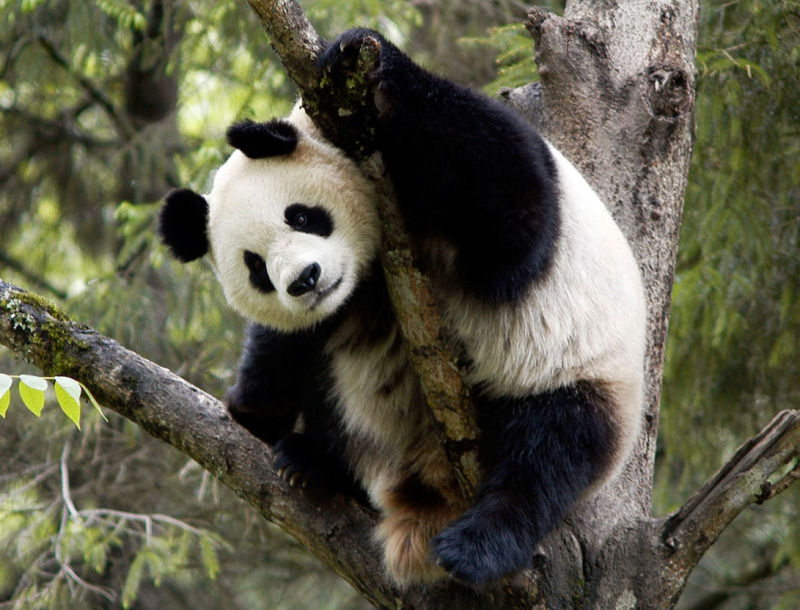 Resultado de imagem para panda gigante da china